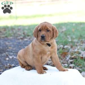 Jango, Fox Red Labrador Retriever Puppy